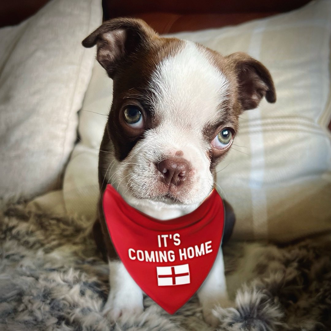 It's coming home! If it does, I get a bone 🦴

#england #engvspain #football #puppy #puppies #euro #euro2024 #dogsofinstagram #dogsofinsta #saffythebostonterrier #bostonterrier #ai