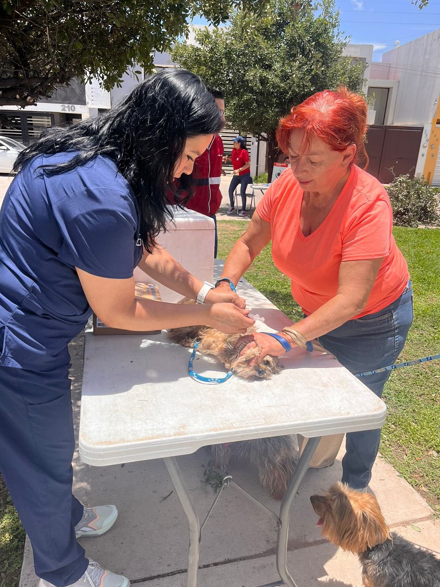 Bienestar Animal Municipal SLP tweet media