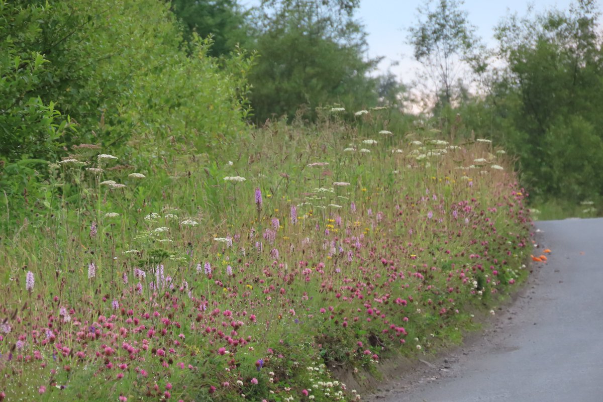 Admiring the local roadside verges today, <a href="/CausewayCouncil/">Causeway Council</a> #dontmow #wildflowerhour How amazing our countryside would be if there were more verges like this!