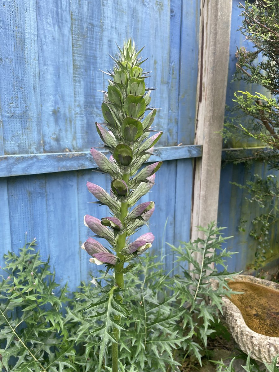 My ‘Spiny bear’s breech’ ( had to look up the name) is finally flowering 😊