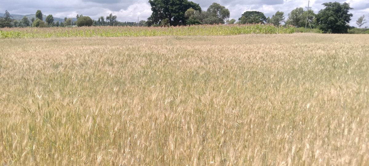 EruditePostKE's tweet photo. Kiawara, Kieni East, Nyeri County.
Wheat and onions.
Aberdare forest flora. https://t.co/z1kavwBeuw