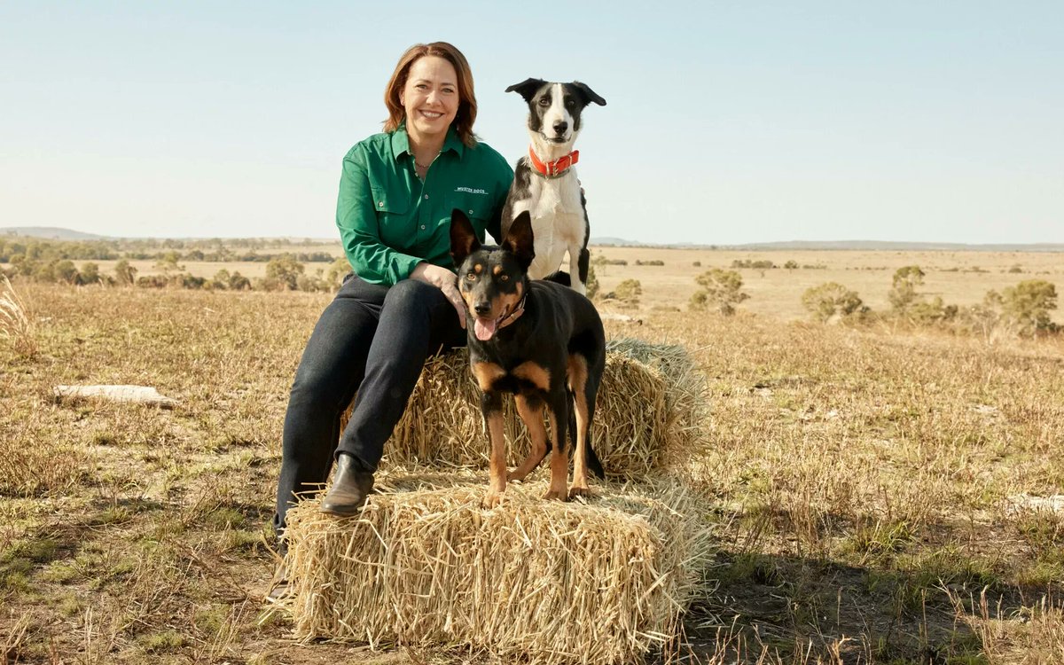 TVBlackbox_News's tweet image. How to Join the Next Season of ABC series MUSTER DOGS

Read More -&amp;gt; tvblackbox.com.au/page/2024/07/1…

#ABC #MusterDogs