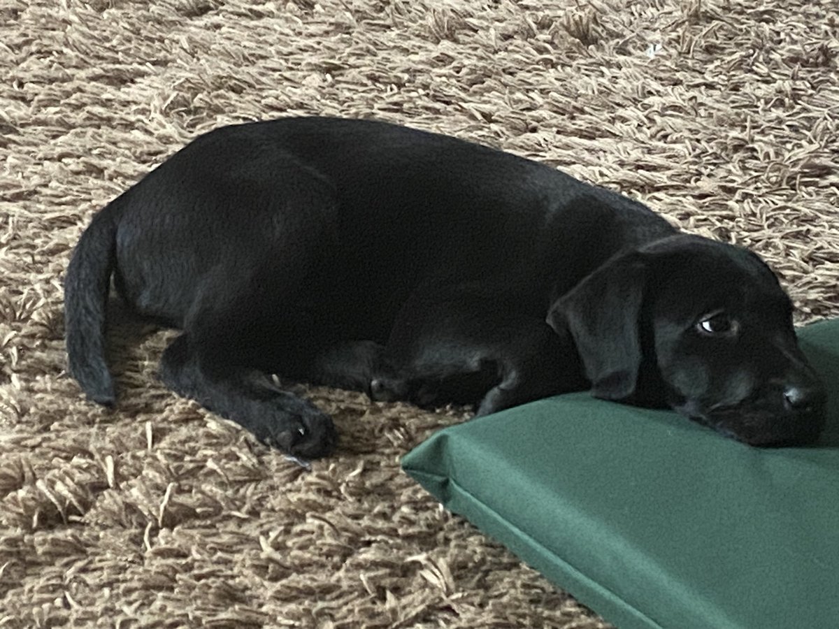 new pup just dropped