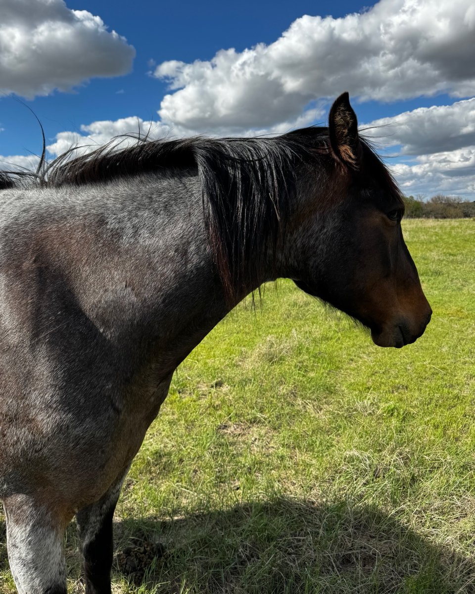 FemaleRancher's tweet photo. Louis the horse coming out to check on me while I'm building this pond.🐴 He seems interested in what I'm doing or maybe he thinks I have treats. What do you think? Comment below! #farmlife #horse #horsebehavior #equine #pondproject #buildingponds #farmanimals #rural #countrylife https://t.co/3VAwfWWBWF
