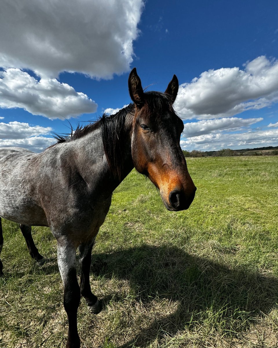 FemaleRancher's tweet photo. Louis the horse coming out to check on me while I'm building this pond.🐴 He seems interested in what I'm doing or maybe he thinks I have treats. What do you think? Comment below! #farmlife #horse #horsebehavior #equine #pondproject #buildingponds #farmanimals #rural #countrylife https://t.co/3VAwfWWBWF