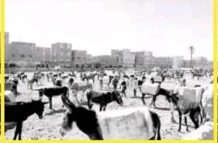 صورة نادرة قديمة لسوق الحمير فى القاهرة تم الغاء هذا السوق وبناء مكانه جامعة الدول العربية