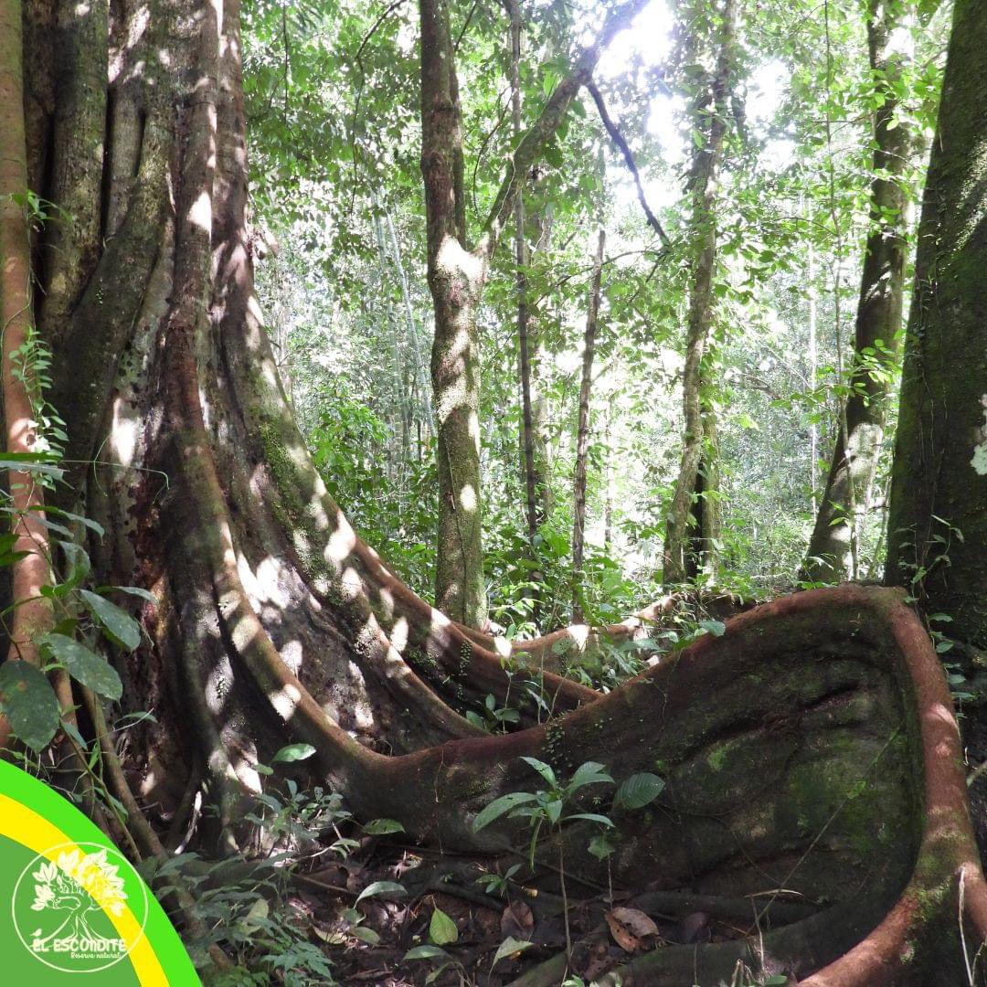 el_escondite_re's tweet photo. 🌳¡Maravilla de la naturaleza! Este árbol gigante en la Reserva Natural El Escondite nos recuerda la grandeza y la fortaleza de nuestro ecosistema. 🌿
¡Reserva tu visita!
#PutumayoTierradeAves #conservación #sostenibilidad #birdsofcolombia #observadoresdeaves #birdwatching #yovoy https://t.co/oIvPlgCTi8