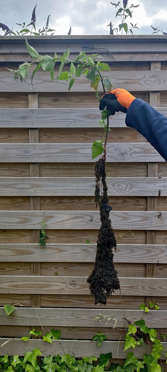 The new photo I will use in lectures when I talk about the importance of roots: