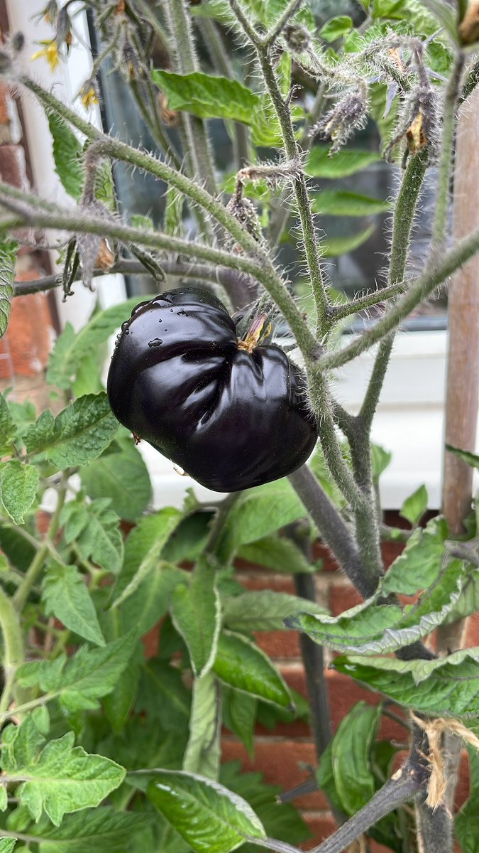 LouPhotosby's tweet photo. Excited for my first black beauty tomato 🍅 @TomatoRevoluti1 #tomato #blackbeautytomato #gardening https://t.co/9tgJisL6bS