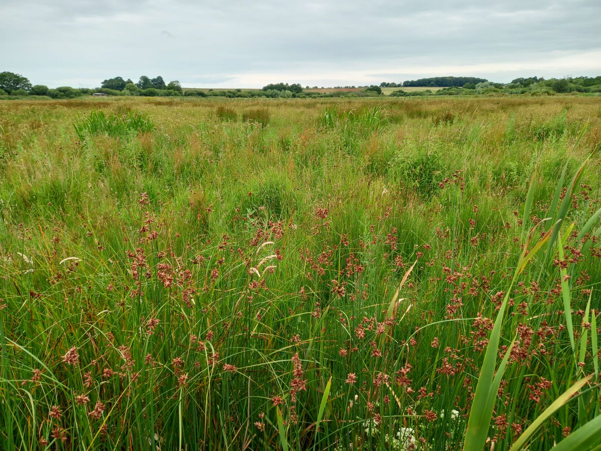 Neil Forbes (@treebeard_793) on Twitter photo The magnificently named Schoenoplectus tabernaemontani (or the dull & confusing Gey Club-rush, but who could possibly prefer that?)
Growing in a ditch as part of the excellent wet grassland / wetland mosaics at <a href="/RSPB_BurtonMere/">RSPB Burton Mere Wetlands</a>
#WetlandPlants for #WildflowerHour The magnificently named Schoenoplectus tabernaemontani (or the dull & confusing Gey Club-rush, but who could possibly prefer that?)
Growing in a ditch as part of the excellent wet grassland / wetland mosaics at <a href="/RSPB_BurtonMere/">RSPB Burton Mere Wetlands</a>
#WetlandPlants for #WildflowerHour