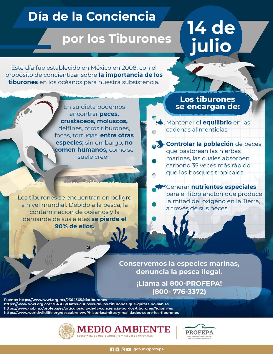 Día Internacional de la Conciencia por los Tiburones! 🦈
Conozcamos la importancia que tienen los tiburones en el ecosistema y la importancia de protegerlos.  #SharkAwarenessDay