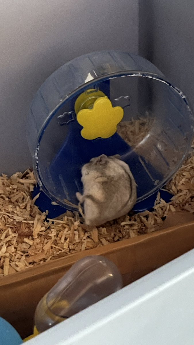 ini namanya momot. momot aku adopt dari cowoku soalnya dia udah pelihara 4 hamster. waktu pertama sama aku, momot selalu gigitin tanganku, garuk-garuk kandang minta keluar, dan suka ngumpet. sekarang kalo aku lagi duduk, dia suka nyamper sampe naik ke paha.