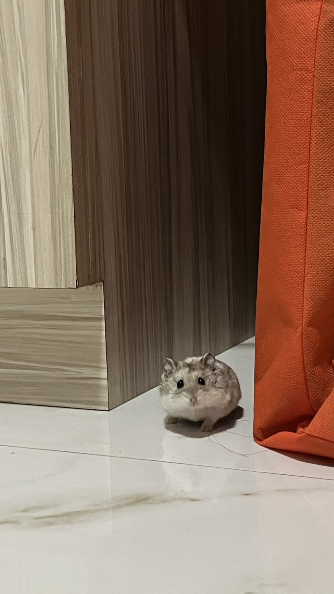 amzxrud's tweet photo. ini namanya momot. momot aku adopt dari cowoku soalnya dia udah pelihara 4 hamster. waktu pertama sama aku, momot selalu gigitin tanganku, garuk-garuk kandang minta keluar, dan suka ngumpet. sekarang kalo aku lagi duduk, dia suka nyamper sampe naik ke paha. https://t.co/evAaUkhFG0