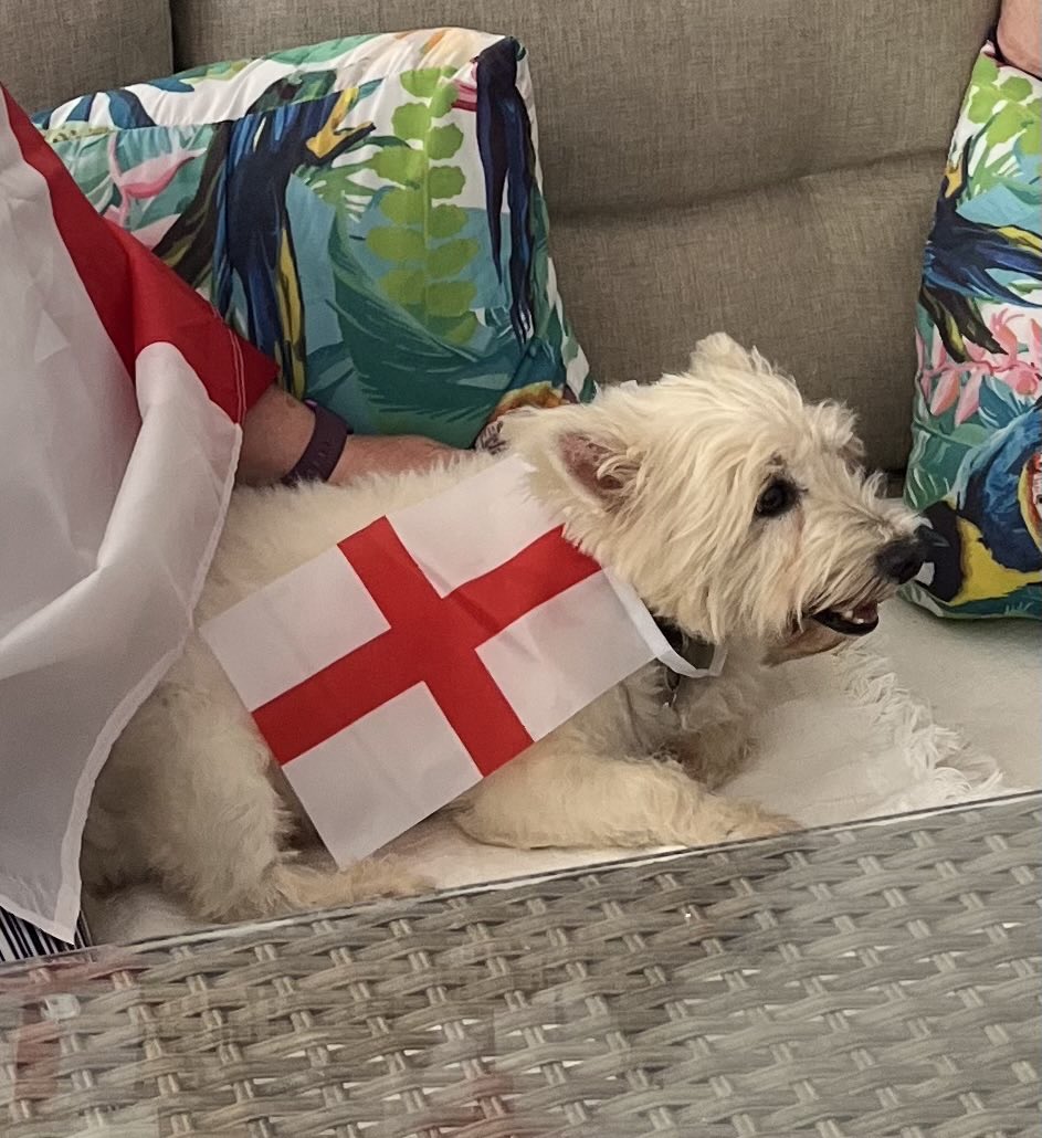 HelenStevenson4's tweet photo. Enjoying the match in the comfort of his own bar #BaxterDog #Denia #itscominghome https://t.co/HVmyAhV7Yv