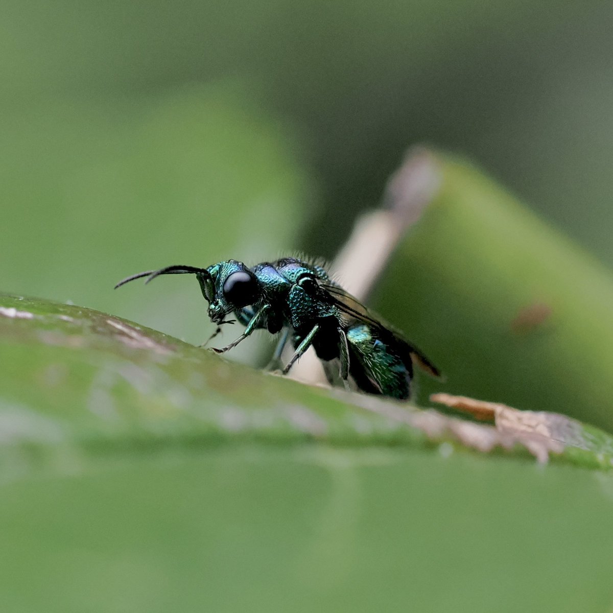 tillingtonchum's tweet image. Our bejewelled garden. Two little gems from yesterday. Trichrysis cyanea we think, and an equally small Ruby-Tailed Wasp. 
#wasps #JewelWasps