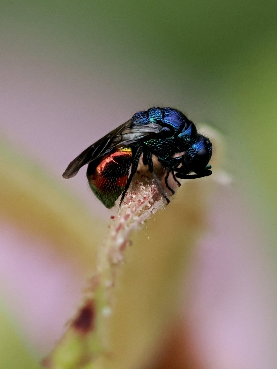 tillingtonchum's tweet image. Our bejewelled garden. Two little gems from yesterday. Trichrysis cyanea we think, and an equally small Ruby-Tailed Wasp. 
#wasps #JewelWasps