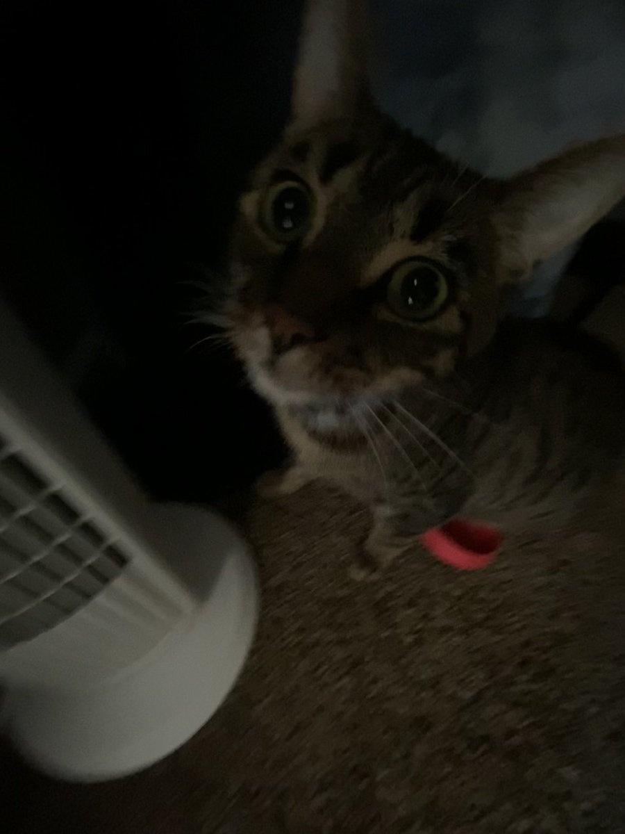 nonvoila's tweet photo. @raspberryycals KITTIIIEEESSSS !!! https://t.co/3Pig960jGX