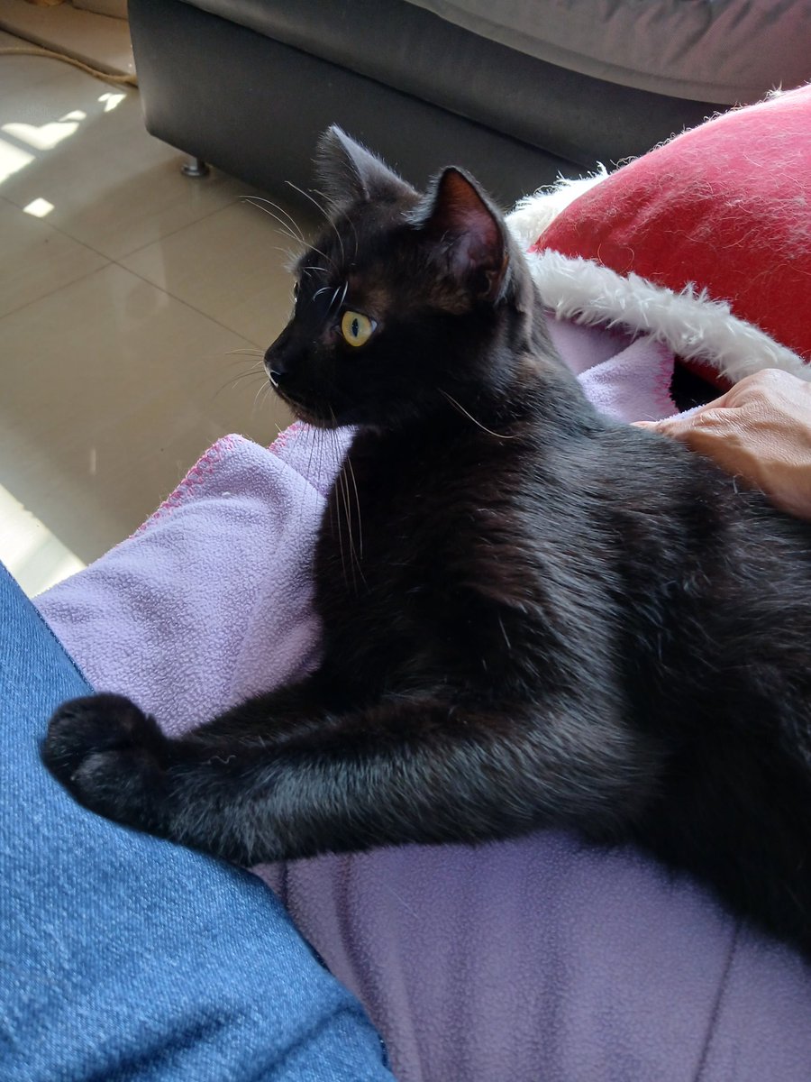 jmtizure's tweet photo. My kitten - Mario (black) y Thomas (white) #CatsLovers #cats #naturelovers #nature https://t.co/lzgW84eQnr