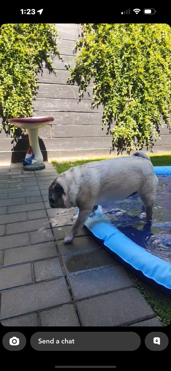 SherryElls's tweet image. This pool is PERFECT for my grandpuppy Heisenberg the pug. He can walk in and cool off and get out easily. He has very bad arthritis so it makes it hard for him to step up or over things. My son also built ramps for him. ♥️
#summer #PoolTime #PoolsidePerfection #puglove #pugs 💙