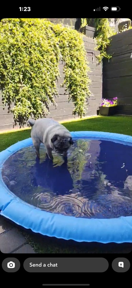 SherryElls's tweet image. This pool is PERFECT for my grandpuppy Heisenberg the pug. He can walk in and cool off and get out easily. He has very bad arthritis so it makes it hard for him to step up or over things. My son also built ramps for him. ♥️
#summer #PoolTime #PoolsidePerfection #puglove #pugs 💙