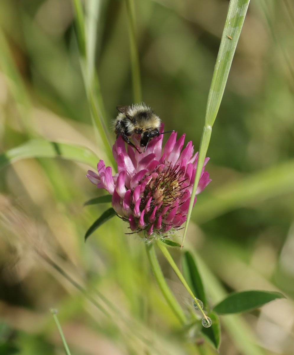 JeremyBCSWhite's tweet photo. Probably the nicest day of the summer @rspbnewport Wetlands. Increasing numbers of flower species in bloom and more of the insects that depend on them. Teasel; Rosebay willowherb; Shrill carder bee on Red clover; Cinnabar moth caterpillars on Ragwort. https://t.co/d9sKAqYpUI