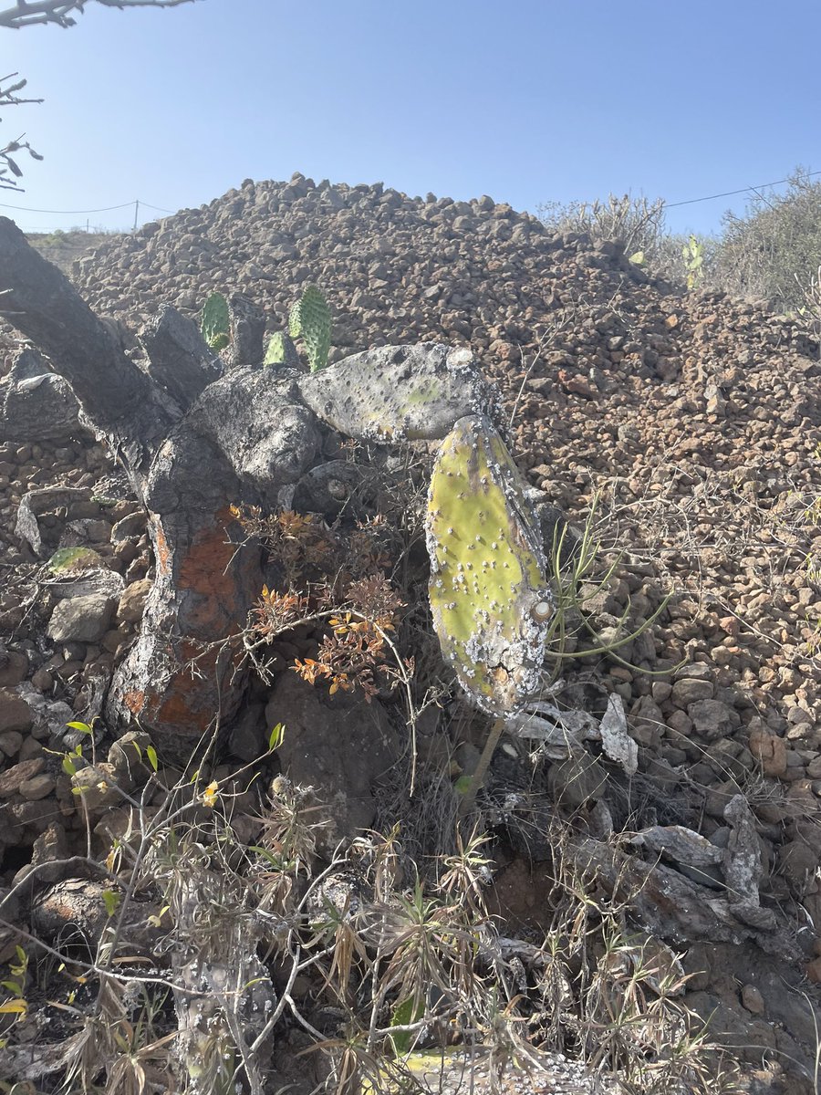 Leslie Boc tweet media