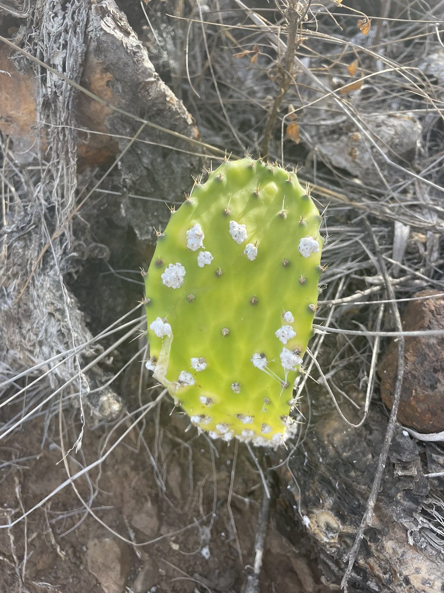 Leslie Boc tweet media