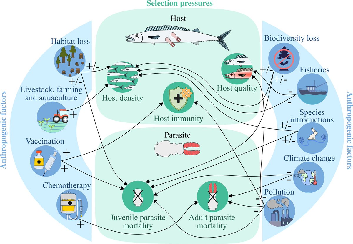 Evolution of parasites in the Anthropocene: new pressures, new adaptive directions
onlinelibrary.wiley.com/doi/pdf/10.111…