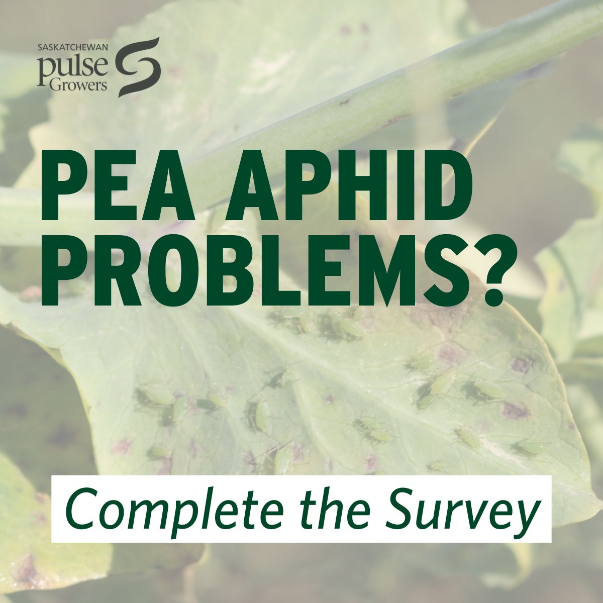 If you are finding pea aphids in your pulse crops this year, take this short survey to help gain more information on pea aphid distribution across the prairies: ow.ly/PNqg50SvzjE
