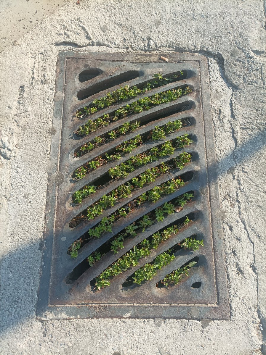 Τα οικόπεδά σας τα καθαρίσατε βρε ανεύθυνοι?