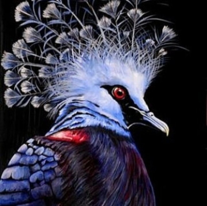 KatharineAViola's tweet photo. Victoria Crown Pigeon, oil on board https://t.co/vqVFk2gzfD