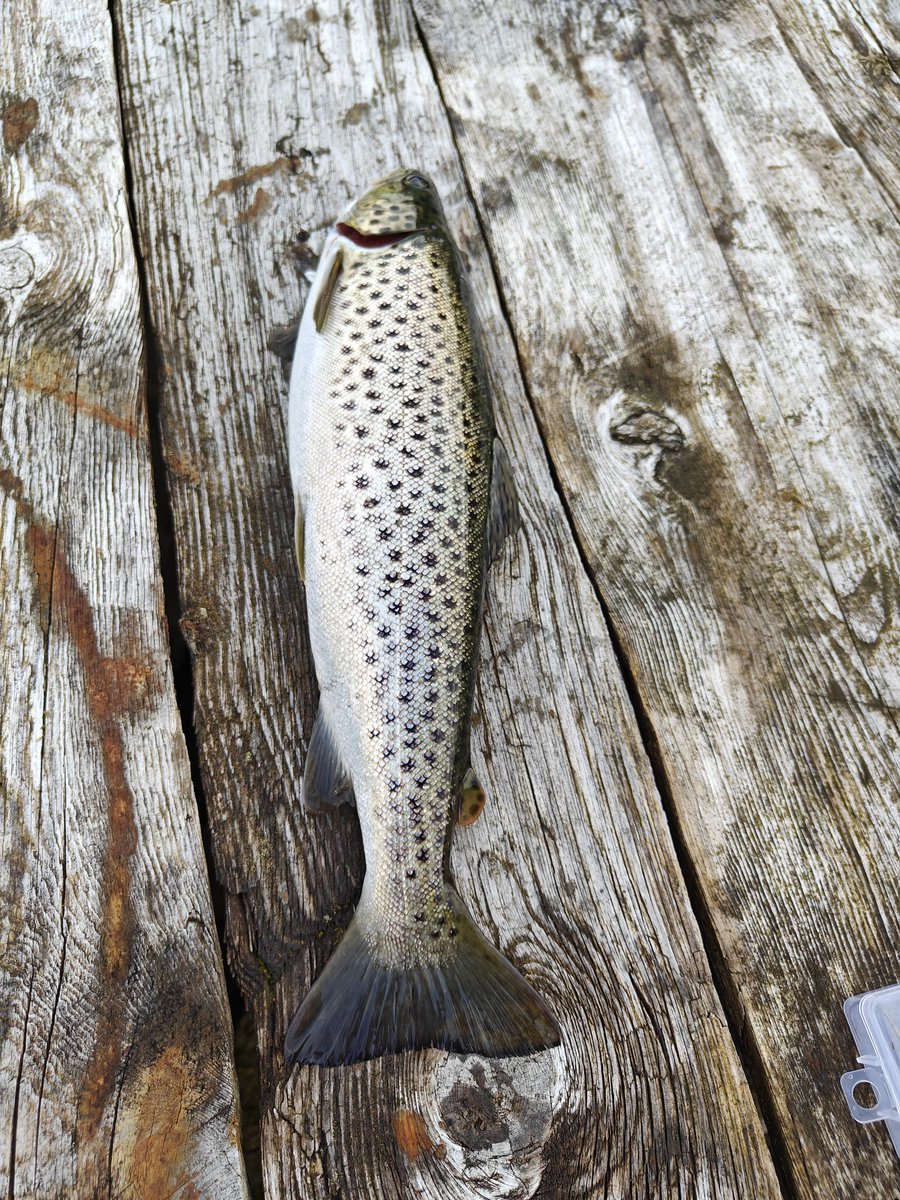 AtleM's tweet image. Rakk litt sjøørret fiske før fotballen og det var ingen av delene som skuffet 🙂👍