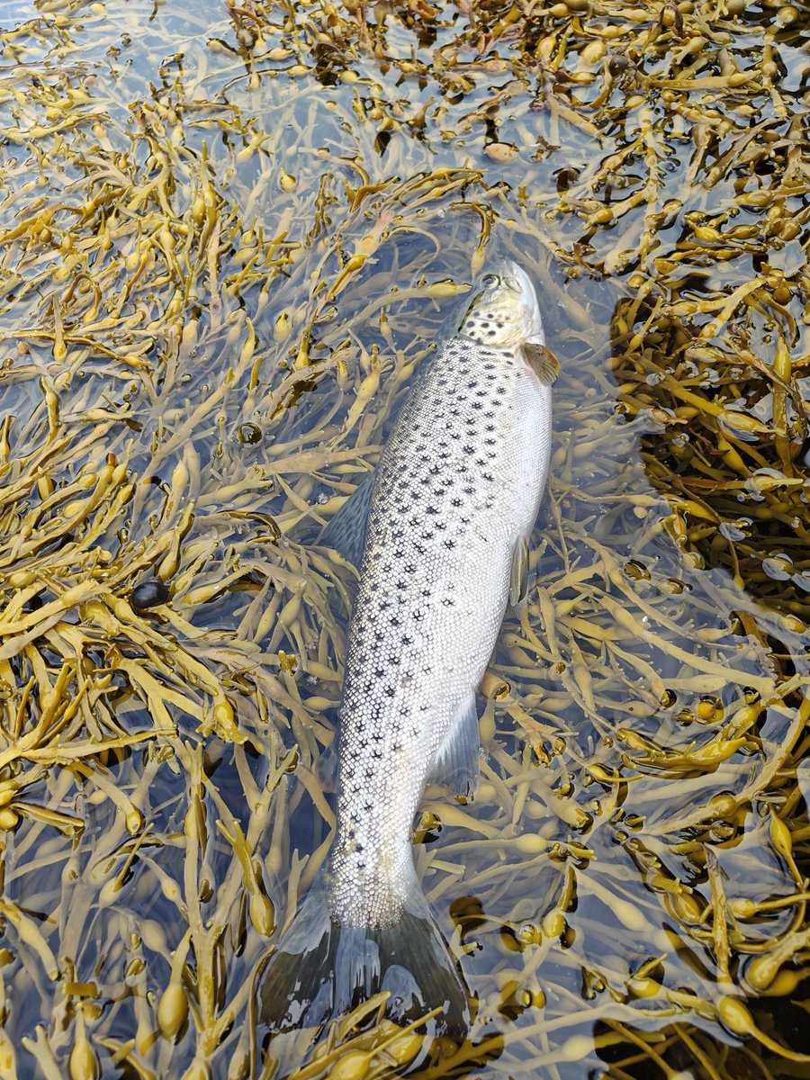 AtleM's tweet image. Rakk litt sjøørret fiske før fotballen og det var ingen av delene som skuffet 🙂👍