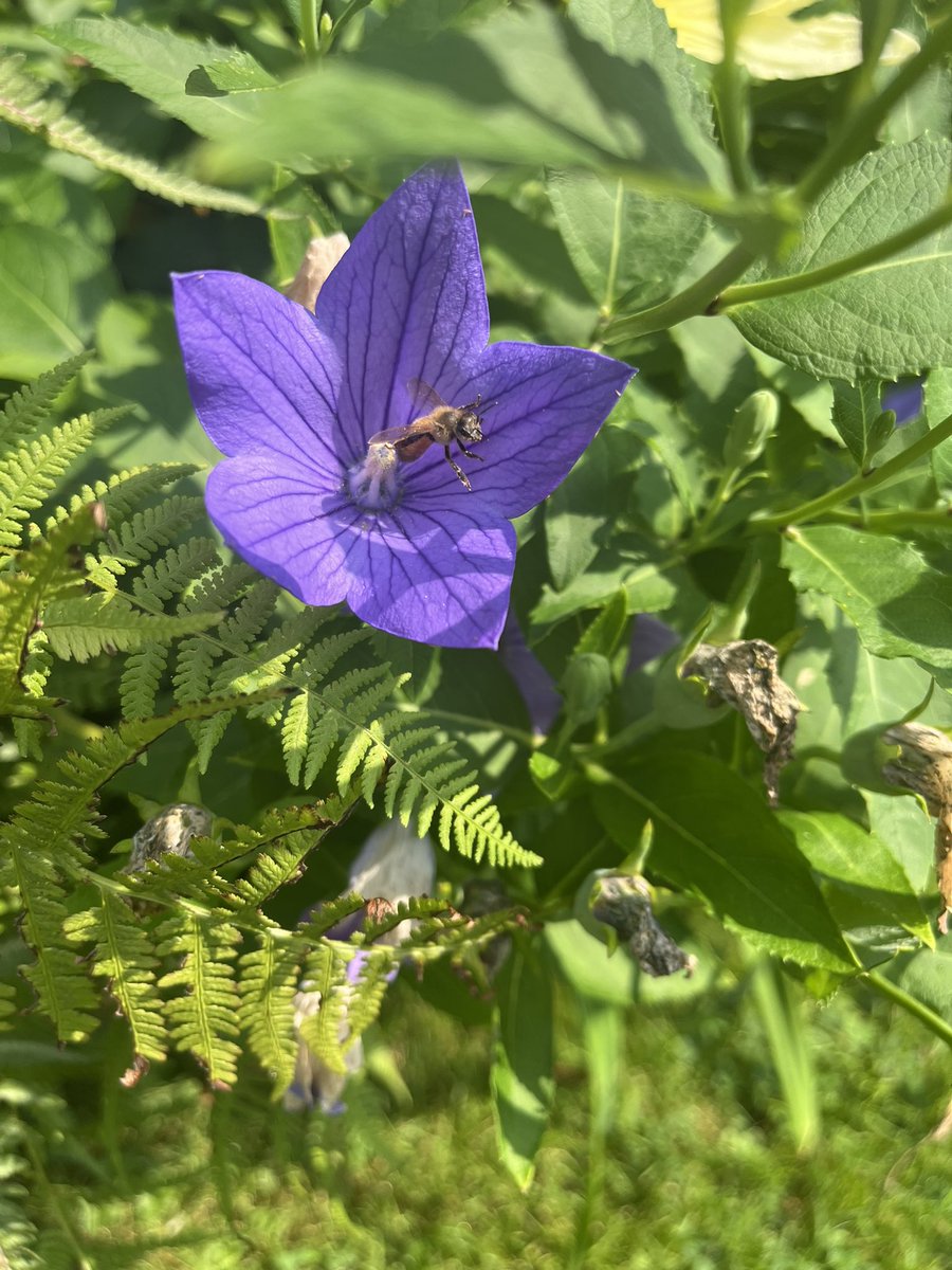 KumbukeniD's tweet image. It was a beautiful day at the garden today! #nature #connectwithnature #onewithnature #naturetherapy