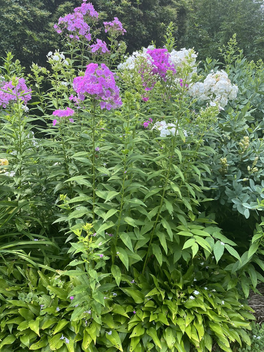 KumbukeniD's tweet image. It was a beautiful day at the garden today! #nature #connectwithnature #onewithnature #naturetherapy