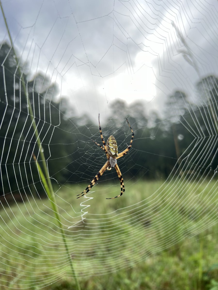 A day FILLED with Orb-weavers 🕸️