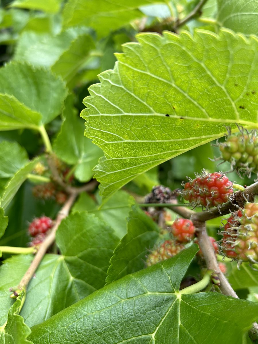 suama_w's tweet photo. You spot a mulberry tree
which reminds me of silkworms
that I saw in Japan:
big plump worms, all are 
destined to be killed
after their silk thread is taken
it was sad in terms of worms
it was sad in terms of the workwomen
and dead chrysalises—
red berries were sad.
#poem https://t.co/RbcguyDJbW