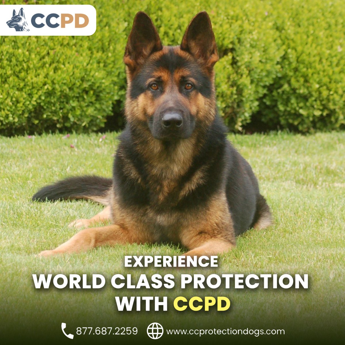 ccpdogs's tweet photo. "Experience world class protection with ccpd"
#protectiondogs #personalprotectiondogs
https://t.co/sPl2TVtrCt https://t.co/NrXnJMrqhD