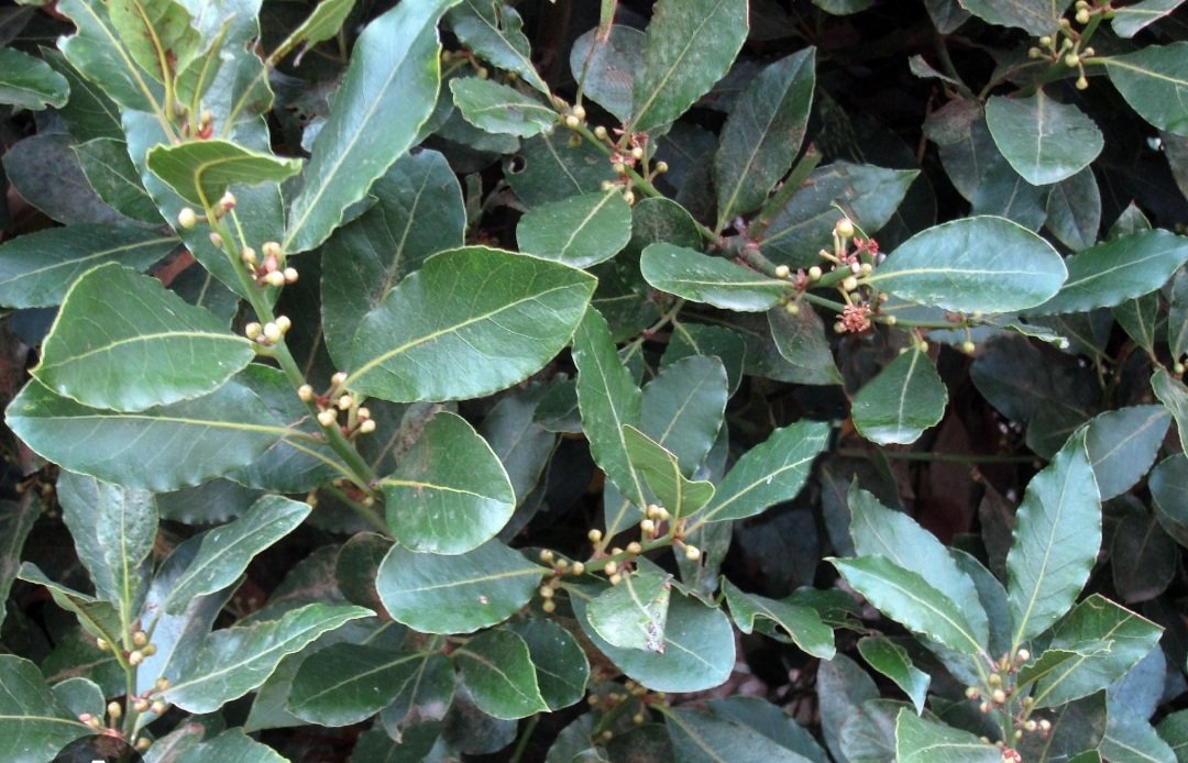Astrialgoddess's tweet photo. Unlock your inner fire!  For those struggling with self-expression or seeking their creative spark, Bay Laurel is your herbal ally. Discover its power to ignite the light within you. 
 #HerbalRemedies #Herb #Herbalism https://t.co/dZHVjbcHOb