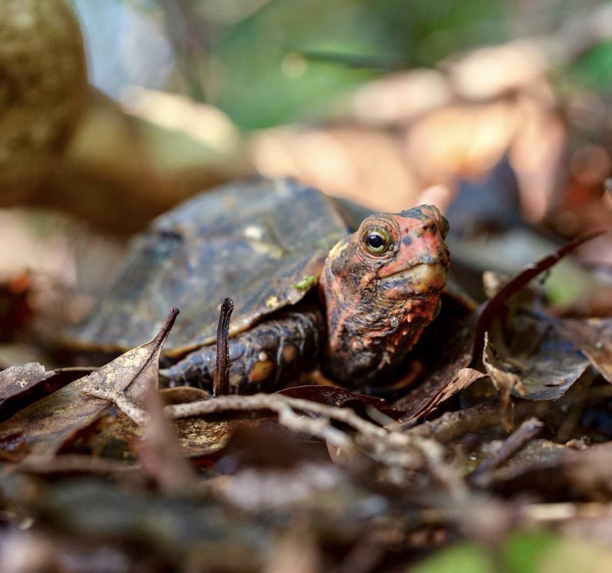 turtletweets's tweet photo. Just as adorable as they are rare, the Ryukyu Leaf Turtle is endemic to the Ryukyu Islands of Japan. This species has long been coveted by turtle collectors, driving the collection of them to supply the black market pet trade. As a result they are classified as endangered. https://t.co/ulGlbgL54p