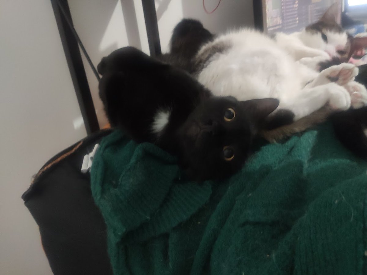 🎃👹Ryu Elderberry - taguer moi si prsn à tag! tweet media