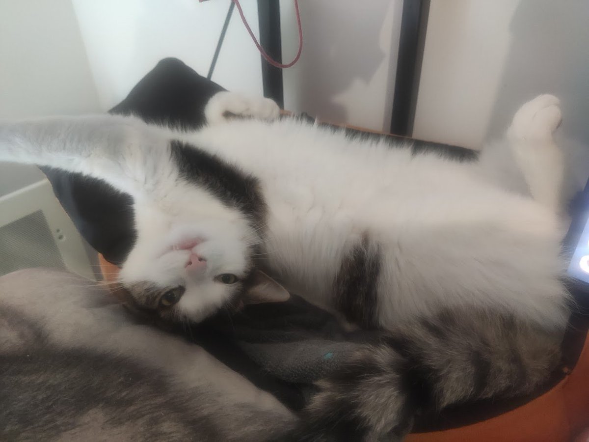 🎃👹Ryu Elderberry - taguer moi si prsn à tag! tweet media