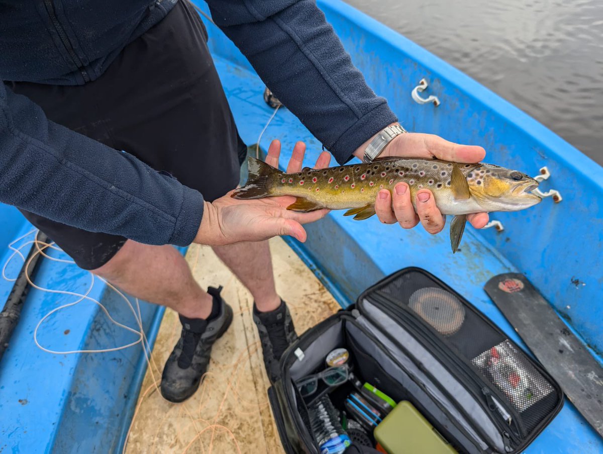 talybontangling's tweet photo. Great afternoon being guided by @JamieDavies84 at Llyn Conach Today a few pictures of some lovely browns a total of 14 to the boat #flyfishing #browntrout https://t.co/s1ho2T8Ty6