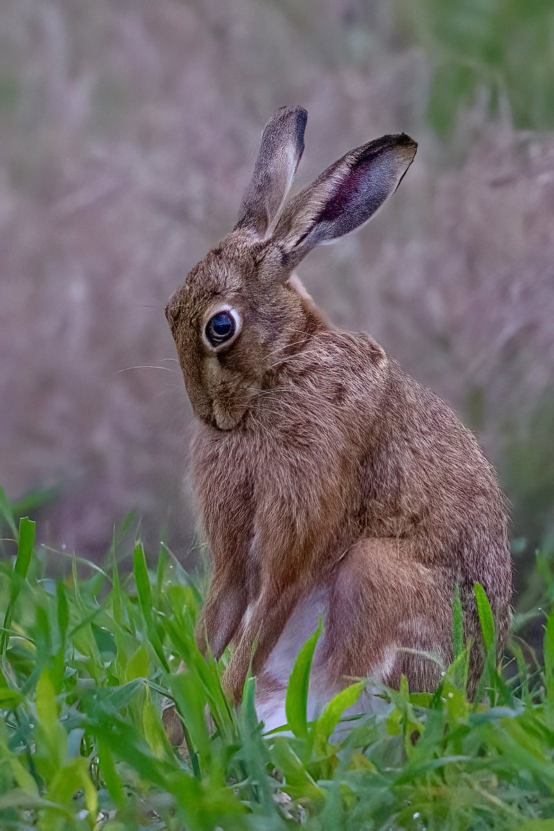 “Bashful”
#hare #brownhare #Norfolk #BBCWildlifePOTD #Springwatch #wildlifephotography