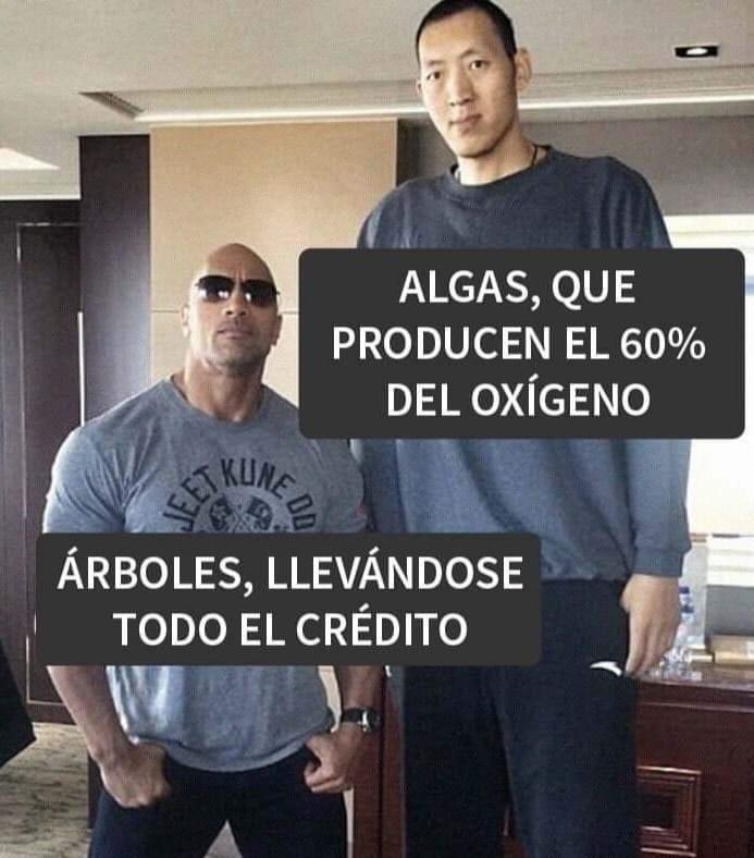 InformaCosmos's tweet photo. El fitoplancton es responsable de producir al menos el 60% del oxígeno que respiramos, lo que equivale a alrededor de 27.700 millones de toneladas anuales. 

Además, estos organismos microscópicos capturan aproximadamente 10 gigatoneladas de carbono de la atmósfera cada año, depositándolas en las profundidades oceánicas. 

Contribuyen entre el 50% y el 85% del oxígeno liberado a la atmósfera cada año, desempeñando un papel crucial en la regulación del clima y la sostenibilidad de la vida en la Tierra.
