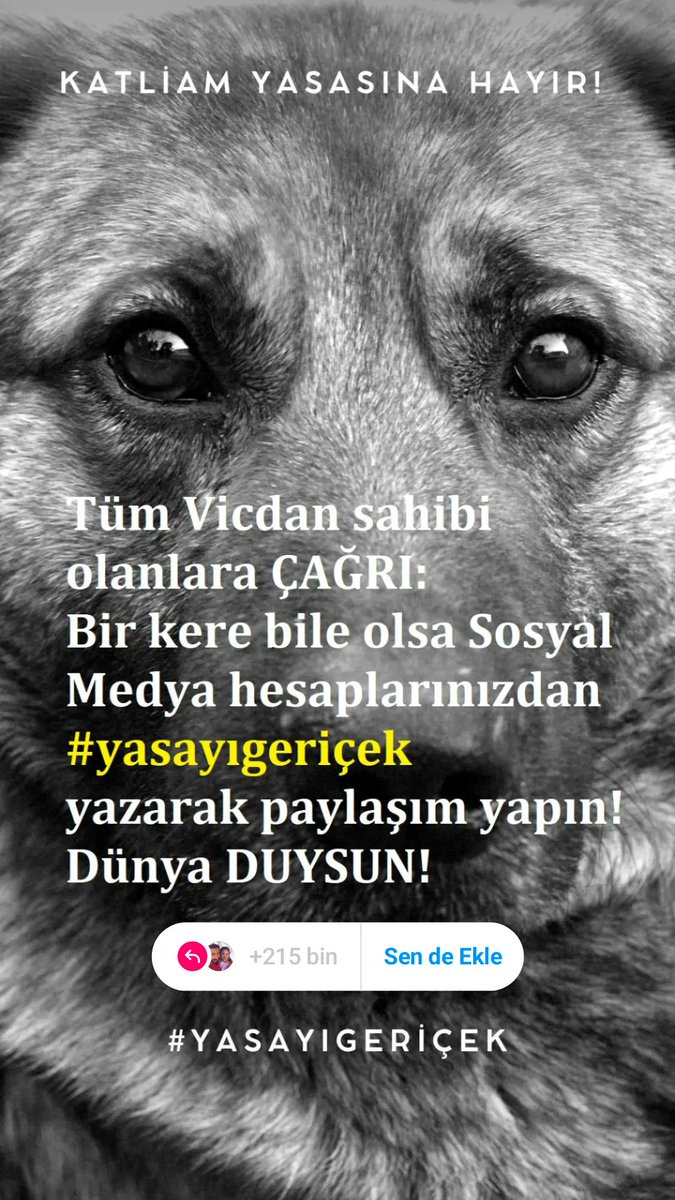 angeloforient's tweet image. #YasayıGeriÇekKatliyamaHayır #yeniyasayahayır #KatliamaHayır #SokaktayimYanindayim  #yasayıgeriçek #barınaklarkankokuyor #kısırlaştıraşılatyerindeyaşat #devletöldürmezyaşatır