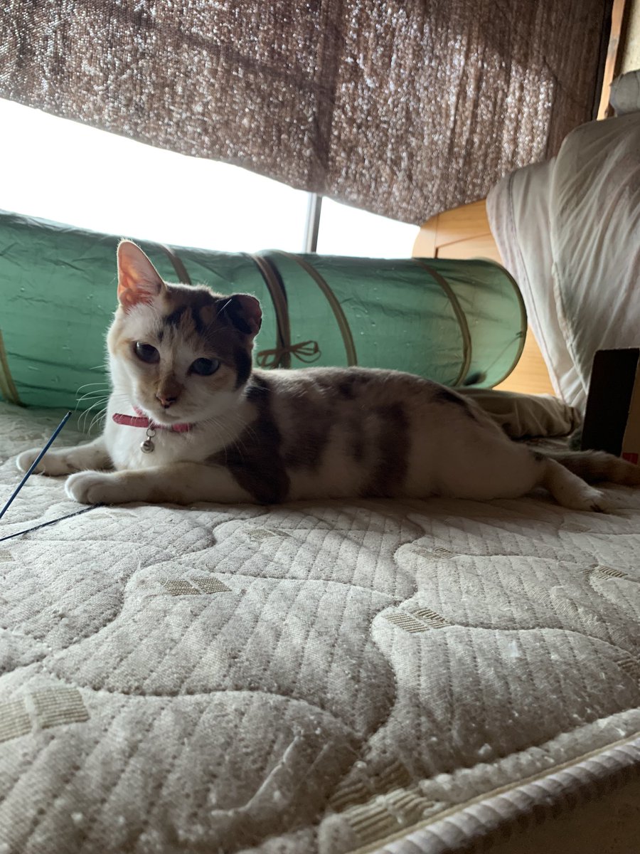 養豚場でのミキはいつも生気が無く無反応でフラフラしていた。
おそらく若い頃に喧嘩で耳を破壊されたんだろう。
引き取ってしばらく病気治療をしていたら妊娠がわかった。
産まれたドンちゃんはアパートに移した。その後のミキは子供の頃に戻ったようにフルパワーで遊んでいる。