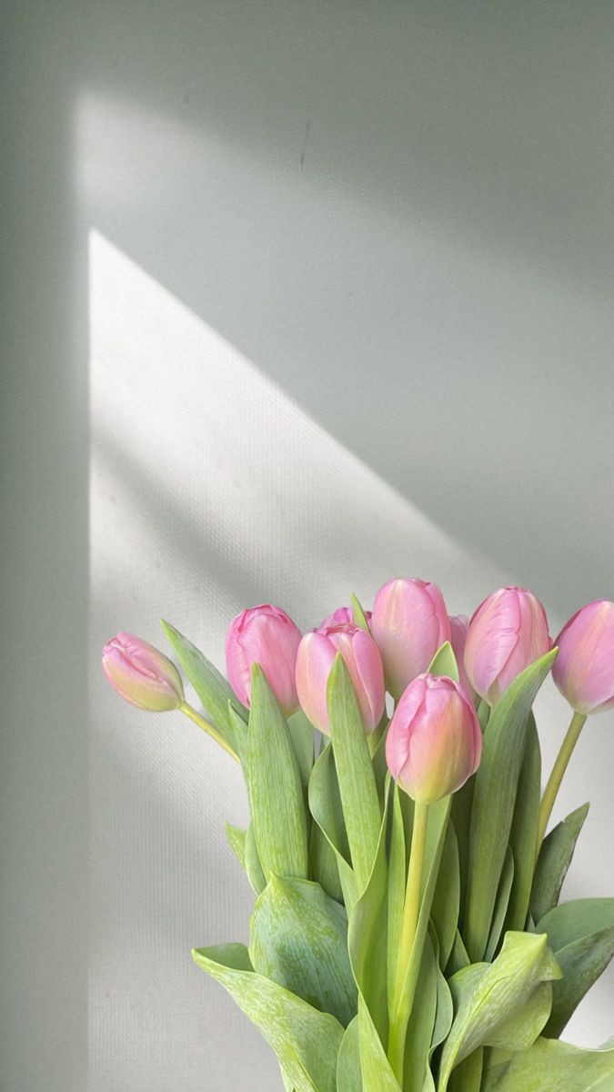 pink tulips