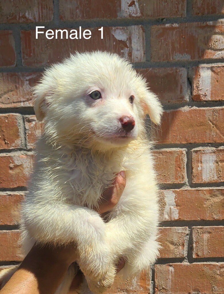 lamomia33's tweet photo. Free australian shepherd puppies https://t.co/lmCaH09Ysl