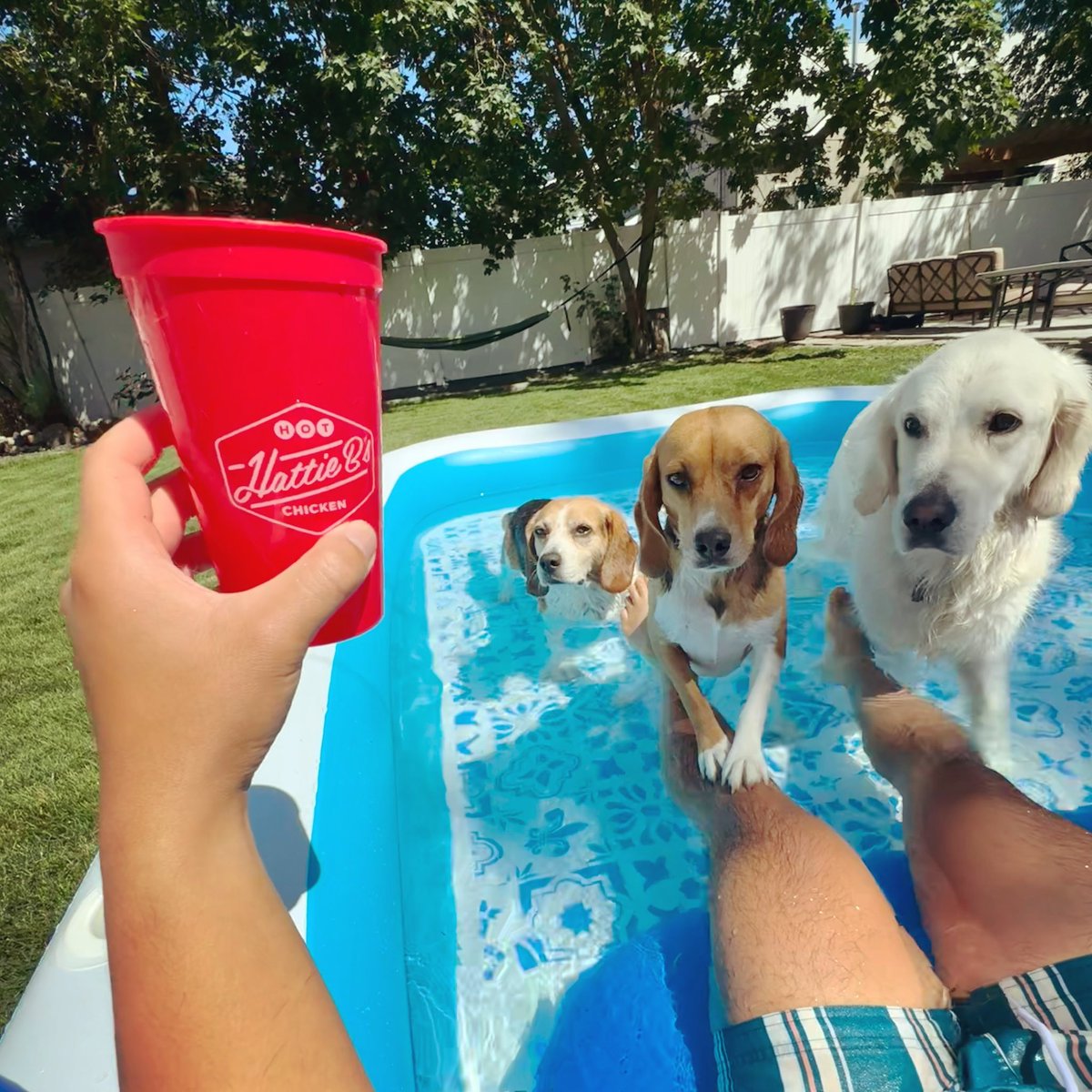 NewsPham's tweet photo. Summer vibes on a budget! $40 Costco pool 10/10. The pups agree! #BaxterPham #FreedomPham #Burrow #notsponsored https://t.co/r5cIERxngA